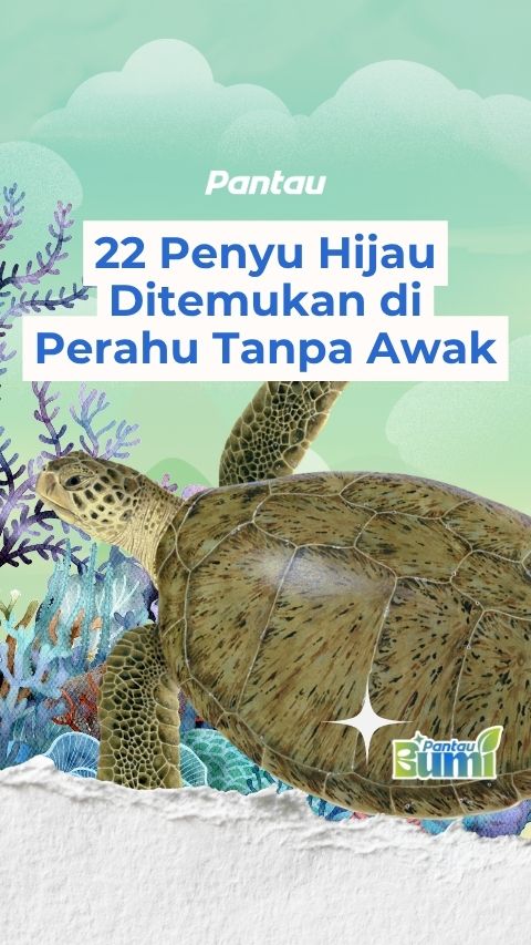 22 PENYU HIJAU DITEMUKAN