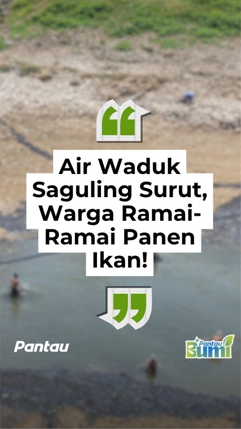 AIR WADUK SAGULING SURUT, WARGA RAMAI RAMAI PANEN IKAN