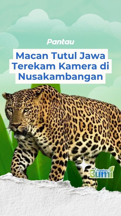 MACAN TUTUL JAWA TEREKAM
