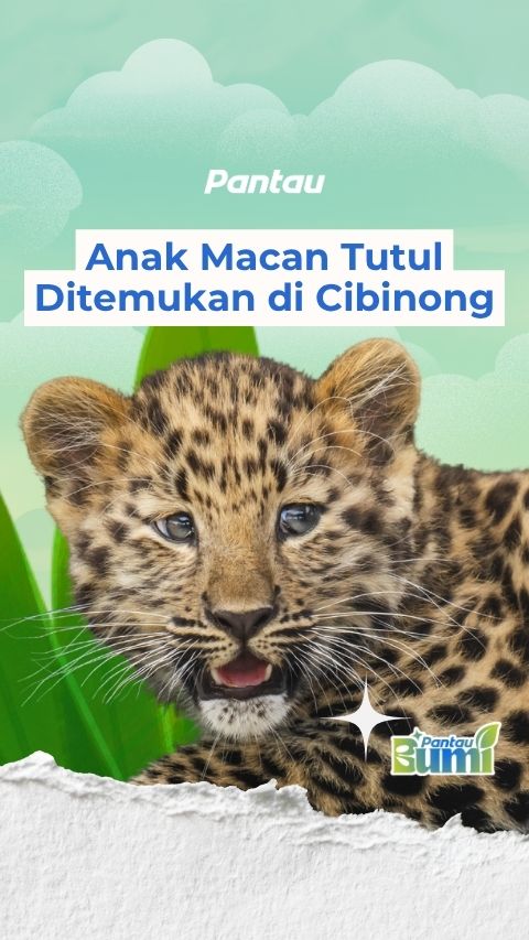 ANAK MACAN TUTUL DITEMUKAN DI CIBINONG