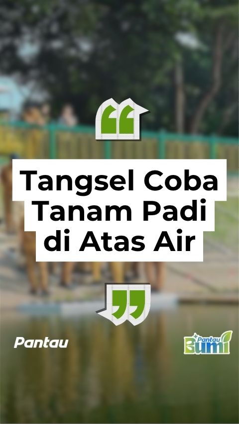 TANGSEL COBA TANAM PADI DI ATAS AIR