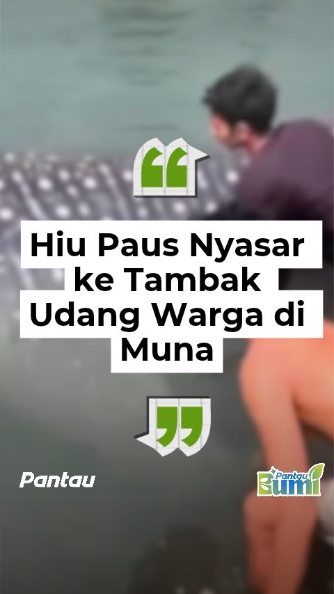 HIU PAUS NYASAR